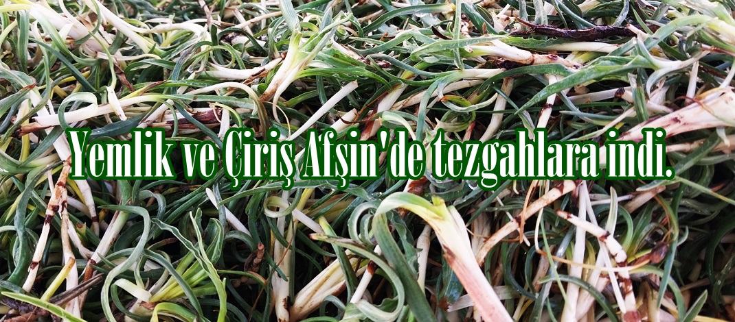 Yemlik ve Çiriş Afşin’de tezgahlara indi.
