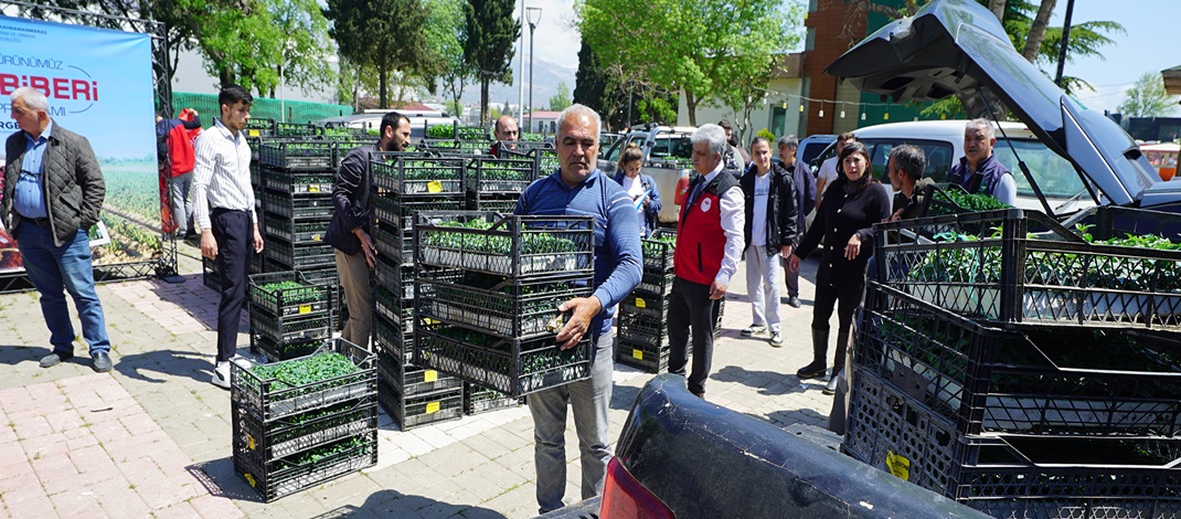 Büyükşehir’den Üreticiye 650 Bin Hibe Biber Fidesi.