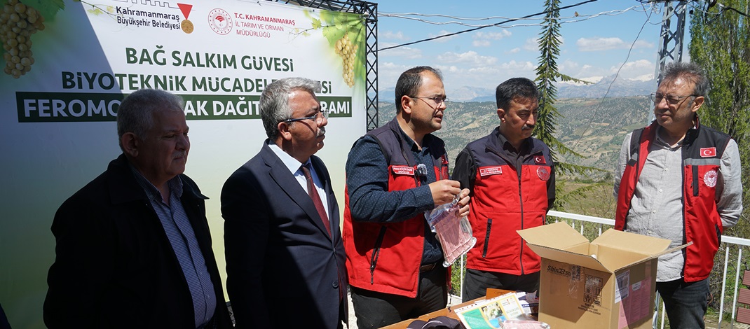 Büyükşehir’den Bertiz’de Kabarcık Üzümüne Doğal Koruma Hamlesi.
